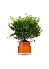 Wet Pot Systems Pflanzgefäß Ø 19 cm