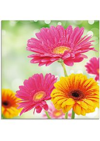 Glasbild »Natürliche Romantik - Gerberas«, Blumen, (1 St.) , bunt , Artland