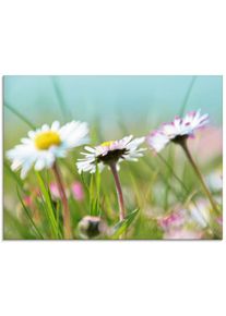 Glasbild »Gänseblümchen Romantik«, Blumen, (1 St.) , blau , Artland