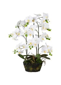 Gasper Kunstpflanze »Orchidee Phalaenopsis«, auf Moosballen, H: 70 cm weiß