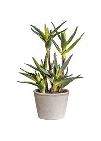 Gasper Kunstpflanze »Sukkulente Aloe«, im Zementtopf, Höhe 38 cm grün