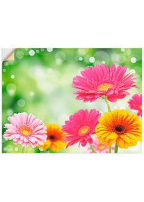 Wandbild »Natürliche Romantik - Gerberas«, Blumen, (1 St.), gedruckt , bunt , Artland