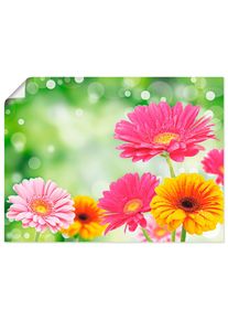 Wandbild »Natürliche Romantik - Gerberas«, Blumen, (1 St.), gedruckt , bunt , Artland