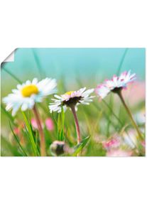 Wandbild »Gänseblümchen Romantik«, Blumen, (1 St.) , blau , Artland