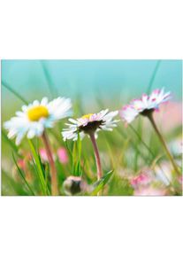 Wandbild »Gänseblümchen Romantik«, Blumen, (1 St.) , blau , Artland