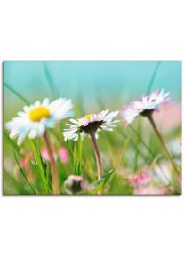 Wandbild »Gänseblümchen Romantik«, Blumen, (1 St.) , blau , Artland