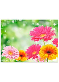 Wandbild »Natürliche Romantik - Gerberas«, Blumen, (1 St.), gedruckt , bunt , Artland
