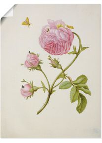 Artland Kunstdruck »Buschröschen Miniermotte, Larve, Puppe«, Blumen, (1 St.)