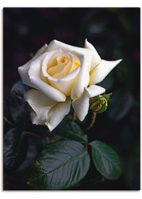 Artland Wandbild »Weiss-gelbe Rose«, Blumen, (1 St.)