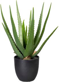 Creativ green Künstliche Zimmerpflanze »Aloe«