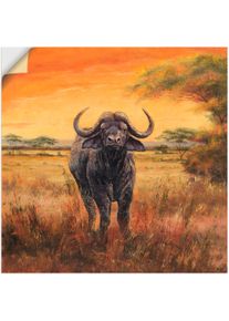 Artland Wandbild »Büffel«, Wildtiere, (1 St.), als Poster, Wandaufkleber in verschied. Grössen