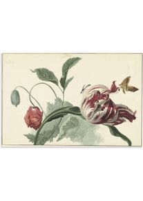 Artland Wandbild »Tulpe und Mohn.«, Blumenbilder, (1 St.), als Alubild, Outdoorbild, Leinwandbild, Poster in verschied. Grössen