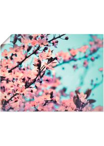 Artland Poster »Kirschblüten Romantik«, Blumen, (1 St.), als Alubild, Leinwandbild, Wandaufkleber oder Poster in versch. Grössen