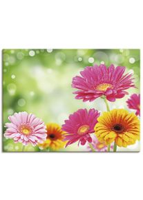 Artland Wandbild »Natürliche Romantik - Gerberas«, Blumen, (1 St.), als Leinwandbild, Poster in verschied. Grössen