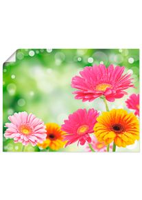 Artland Wandbild »Natürliche Romantik - Gerberas«, Blumen, (1 St.), als Leinwandbild, Poster in verschied. Grössen