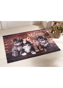 Fußmatte mit Katzenmotiv in braun | 60x80 cm | bonprix