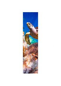 XIMAX Raumheizk&ouml;rper Design Heizk&ouml;rper P1 Plan Print Schildkr&ouml;te vertikal, 180x44,5 cm (816 W)