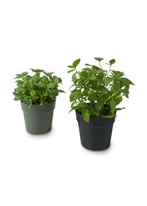 2 Kräuter-Übertöpfe - Tchibo - Olivgrün