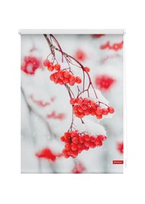 LICHTBLICK Original, LICHTBLICK ORIGINAL Seitenzugrollo &raquo;Rollo Klemmfix, ohne Bohren, Verdunkelung, Vogelbeeren - Rot Weiss&laquo; verdunkelnd Verdunkelung 