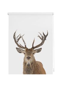 Seitenzugrollo »Klemmfix Motiv Hirsch« Lichtschutz ohne Bohren freihängend bedruckt , braun , LICHTBLICK ORIGINAL , Obermaterial: 100% Polyester