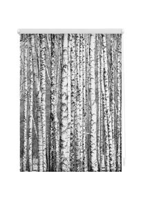 Seitenzugrollo »Klemmfix Motiv Birken« Lichtschutz ohne Bohren freihängend bedruckt , schwarz , LICHTBLICK ORIGINAL , Obermaterial: 100% Polyester