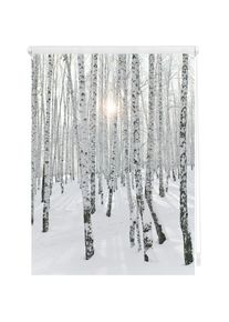 Seitenzugrollo »Klemmfix Motiv Birkenwald« Lichtschutz ohne Bohren freihängend bedruckt , weiss , LICHTBLICK ORIGINAL , Obermaterial: 100% Polyester