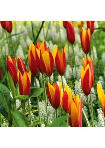 Nijssen Tuin & Bulbs Blumenzwiebeln Persische Tulpe 'Tubergens Gem'
