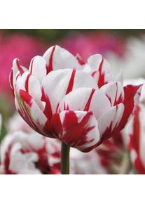 Nijssen Tuin & Bulbs Blumenzwiebeln Päonienblütige Tulpe 'Carnaval de Nice'