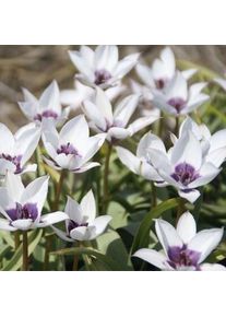 Nijssen Tuin & Bulbs Blumenzwiebeln Zwergtulpe 'Alba Caerulea Oculata'