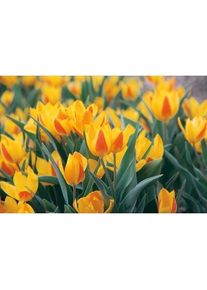 Nijssen Tuin & Bulbs Blumenzwiebeln Afghanische Wildtulpe