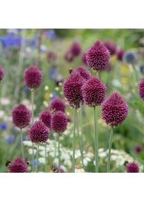Nijssen Tuin & Bulbs Blumenzwiebeln Kugellauch