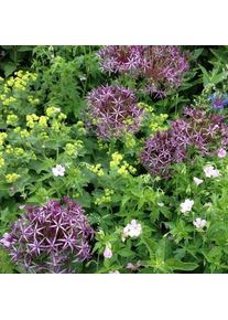 Nijssen Tuin & Bulbs Sternkugellauch