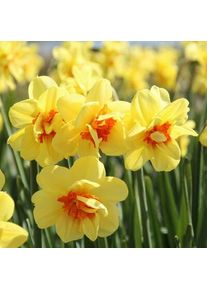 Nijssen Tuin & Bulbs Gefüllte Duftnarzisse 'Ascot'