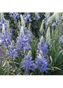 Nijssen Tuin & Bulbs Blumenzwiebeln Prärielilie 'Blue Candle'