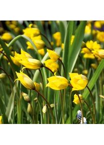 Nijssen Tuin & Bulbs Blumenzwiebeln Tulpe 'Weinbergstulpe'