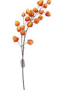 Koopmann Branche d'automne groseilles à maquereau HERBST