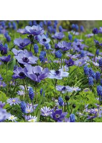 Manufactum Blumenzwiebeln Blaue Blumenzwiebelmischung