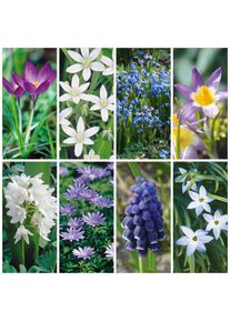 Nijssen Tuin & Bulbs Blumenzwiebeln zum Verwildern