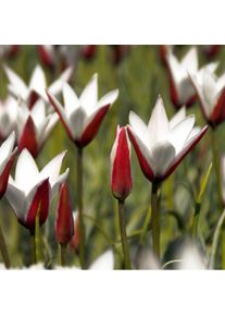 Nijssen Tuin & Bulbs Blumenzwiebeln Persische Tulpe
