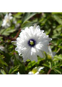 Nijssen Tuin & Bulbs Blumenzwiebeln Buschwindröschen 'Blue Eyes'