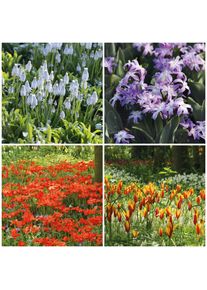 Nijssen Tuin & Bulbs Blumenzwiebeln zum Verwildern