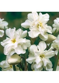 Nijssen Tuin & Bulbs Blumenzwiebeln Dichternarzisse 'Albus Plenus Odoratus'