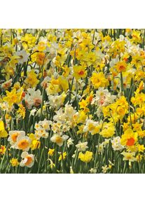 Nijssen Tuin & Bulbs Blumenzwiebeln Narzissen-Mischung