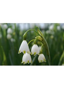Nijssen Tuin & Bulbs Blumenzwiebeln Sommerknotenblume 'Gravetye Giant'