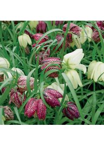 Nijssen Tuin & Bulbs Blumenzwiebeln Schachbrettblume