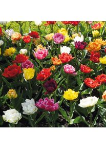Manufactum Blumenzwiebeln Murillo-Tulpen Mischung