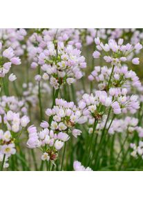 Nijssen Tuin & Bulbs Blumenzwiebeln Rosenlauch