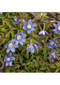 Nijssen Tuin & Bulbs Blumenzwiebeln Buschwindröschen 'Royal Blue'