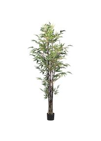 Bamb&ugrave;, meraviglia cinese, vaso di plastica, altezza 1900 mm