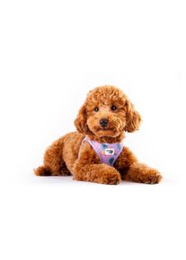 Hundeleine »Vest Air-Mesh 3XS« , rosa , Curli